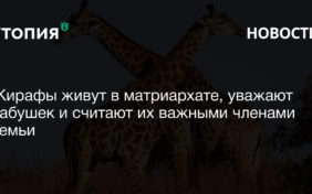 Жирафы живут в матриархате, уважают бабушек и считают их важными членами семьи