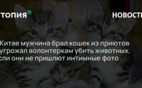 В Китае мужчина брал кошек из приютов и угрожал волонтеркам убить животных, если они не пришлют интимные фото