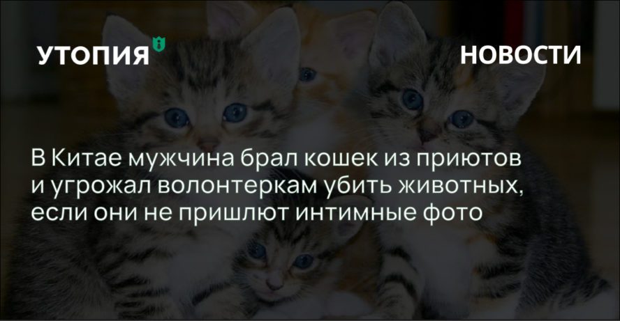 В Китае мужчина брал кошек из приютов и угрожал волонтеркам убить животных, если они не пришлют интимные фото