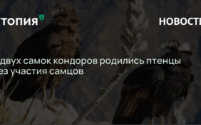 У двух самок кондоров родились птенцы без участия самцов