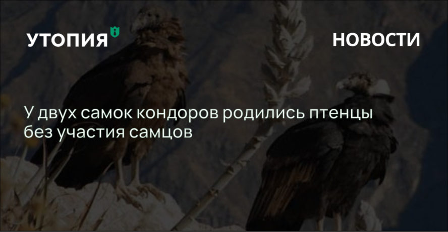 У двух самок кондоров родились птенцы без участия самцов